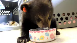 Adorable Bear Cub Eats a Mush Bowl