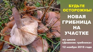 Будьте осторожны! Новая грибница на участке. Дневник грибника 12 ноября 2019.