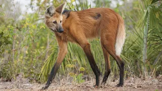 ¡El lobo más extraño del mundo! ¡El lobo de crin con patas de ciervo y comportamiento de zorro!