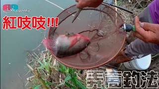 尾尾紅吱吱..水尬,弄洞釣吳郭魚季節開跑了,現在體型最漂亮最大最好吃...  2024/05/ 台灣69J釣魚俱樂部(69J Fishing Club)