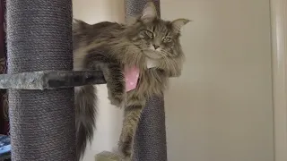 Perfect cat tree for our 2 Maine Coons