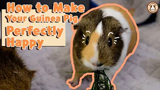 5 Ways to Make Your Guinea Pig Happy 🧡🧡💛| GuineaDad School