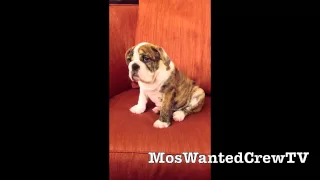 Mos Wanted Crew | VOTE Madonna Week 3 ABDC Season 7 | Feat. Chubbs21XL : Mdub Mascot
