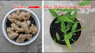 Growing ginger - the fastest way to sprout