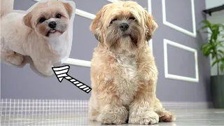 SHIHTZU TURNING INTO A TEDDY BEAR ❤️🐻Korean Grooming Techniques!✂️🐶