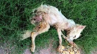 The trauma caused by her family made her stuck, she was breathing her last breath on the wet grass