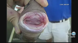 Cookiecutter shark attacks swimmer off Hawaii