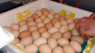 инкубация куриных яиц в инкубаторе квочка ми-30-1-э,инкубирую так с 2006года,у меня 5 инкубаторов