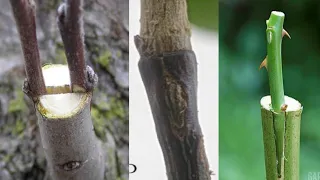 Grafting In Pistachio Tree | Apple Tree & Rose Plant