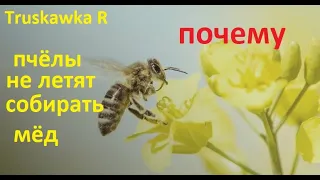 #Бджоли. Причини чомусь пасіка, не хоче збирати мед з акації. Які причини і що робити.