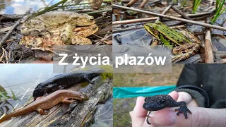 Z życia płazów