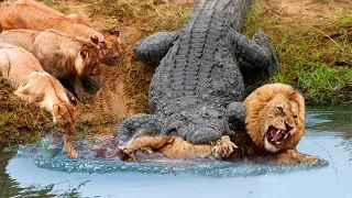 Crazy! Mad Crocodile Fierce Attack & Kill Lion For Awake It From Nice Dream | Pride Rescue But Fail