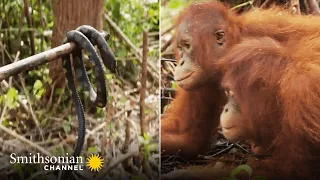 How Young Orangutans Are Taught to Fear Snakes 🐍 Orangutan Jungle School | Smithsonian Channel