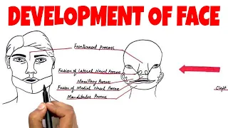 Development of the Human Face - Embryology