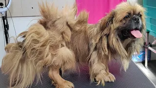 A NEGLECTED Pekingese Who Wants To Be Loved Finally Gets A Chance At A NEW LIFE