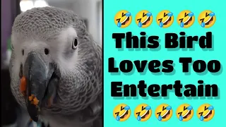 Bird Loves To Entertain🤣 #birds #parrot #talkingparrot #animals #bird #funny #pets #youtube #fyp