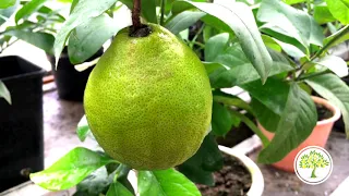 Павловский лимон и цветение и плодоношение в питомнике