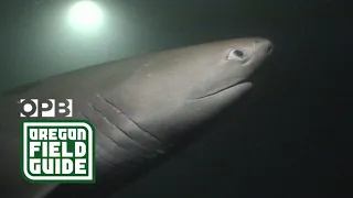 Prehistoric six-gill sharks make their home in Puget Sound | Oregon Field Guide