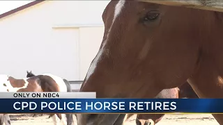 Columbus Police officer buys retiring police horse Clancy for $1