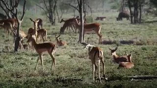 Baboon Of The God! Amazing Herd Of Baboon Rescue Impala From Cheetah Hunting 4