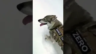 Ce chien adore être dans la neige !