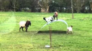 Chèvres en équilibre   goats balancing on a flexible steel ribbon   YouTube