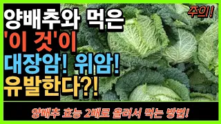 절대 양배추와 같이 먹지 마세요! 위암, 대장암 걸릴 수 있습니다! - 양배추와 먹으면 절대 안되는 음식 3가지, 시너지를 내는 음식 3가지 [영양소 제대로 섭취하는 방법]