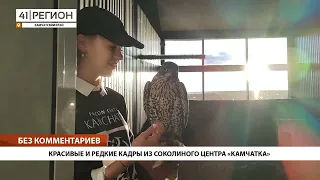 КРАСИВЫЕ И РЕДКИЕ КАДРЫ ИЗ СОКОЛИНОГО ЦЕНТРА «КАМЧАТКА» • БЕЗ КОММЕНТАРИЕВ