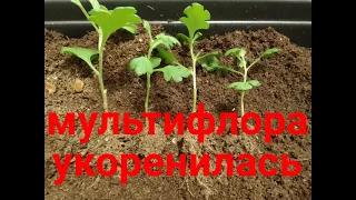 Хризантема мультифлора. Укоренённые черенки пересаживаем отдельно.