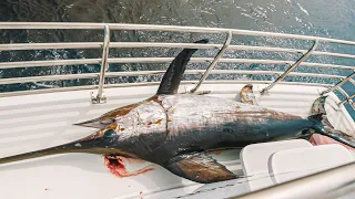 Catching a Daytime Surface Swordfish on live bait! - The rarest catch in the world
