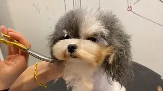 Tiny Poodle Puppy Grooming | Puppy Grooming | Dog Grooming