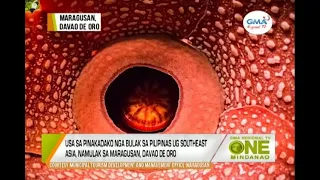 One Mindanao: Rafflesia Magnifica, namulaklak sa Maragusan, Davao De Oro