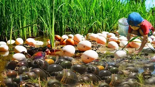 Wow Amazing fishing! A small fisherman find catch snail meet a lot of eggs & pick it a lot today