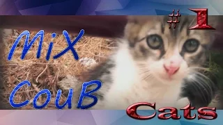 Лучшие приколы с котами # 1 | Best ever funny videos with cats | COUB [ MiX CouB ]