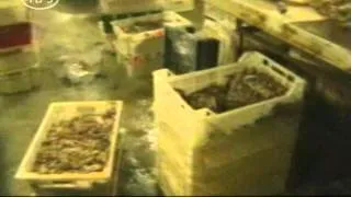Подпольный рыбный цех в Мелитополе
