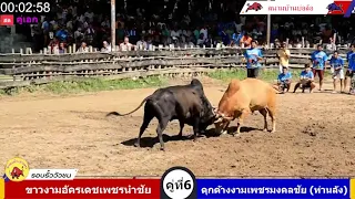 ขาวงามอัครเดชเพชรนำชัย vs ดุกด้างงามเพชรมงคลชัย ท่านลัง