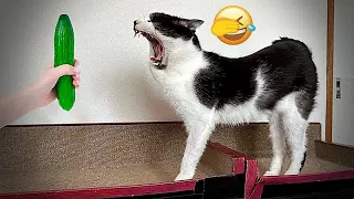 The ULTIMATE Cat and Dog Videos! |😬🐶 FUNNIEST Petsa