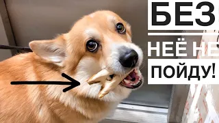 Собака ВЫГУЛИВАЕТ ЗАНАЧКУ! до слез😂 Без копыта отказался идти гулять))