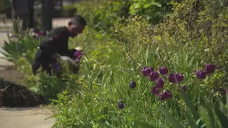 Migrants volunteer in community garden, describe months-long journey from Venezuela to Chicago