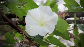 How to Grow and Care for Moonflower
