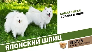 TEST.TV: Все для животных. Японский шпиц самая тихая собака.