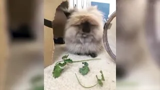 Funny Dogs And Cats Reaction - dogs and cats reaction to food - Funny animal reaction