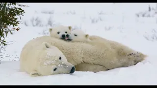 Cooldown with this compilation of POLAR BEAR CUBS