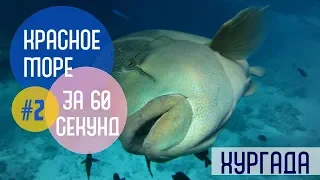 Красное море за 60 секунд #2/ Подводный мир Египта/ Хургада