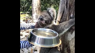 Mama Koala Visits for a Drink