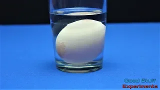 Egg vs Vinegar - Cool Science Experiment