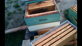 Jak najprościej połączyć rodziny pszczele?