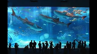 Top 10 AMAZING Aquariums in The World... (Georgia Aquarium) Ocean Voyager I