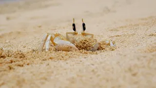 Crabs Use Belly Sounds To Communicate