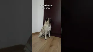 ОЧЕНЬ  ЖАДНЫЙ  МОПС!!! #Shorts